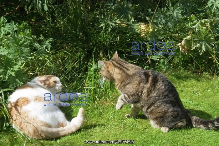  : Cat - confrontation between two neighbouring domestic cats