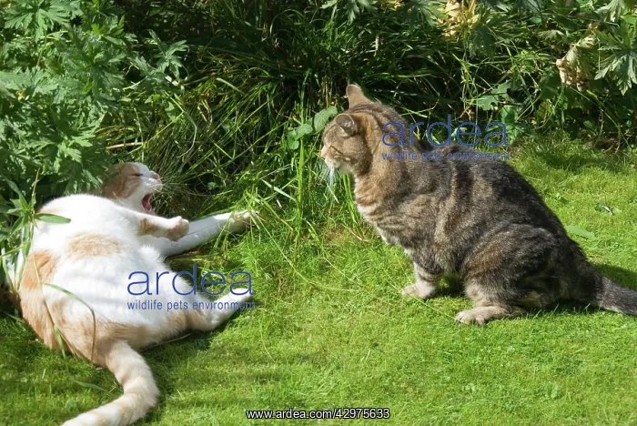 : Cat - confrontation between two neighbouring domestic cats : Cat - confrontation between two neighbouring domestic cats