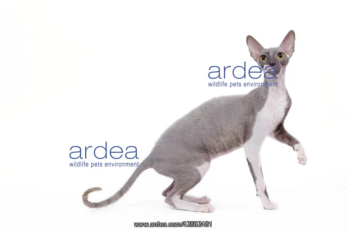  : Cat - Cornish Rex