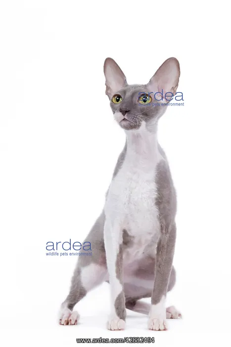  : Cat - Cornish Rex