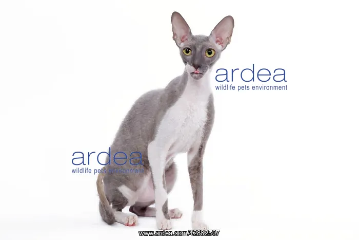  : Cat - Cornish Rex
