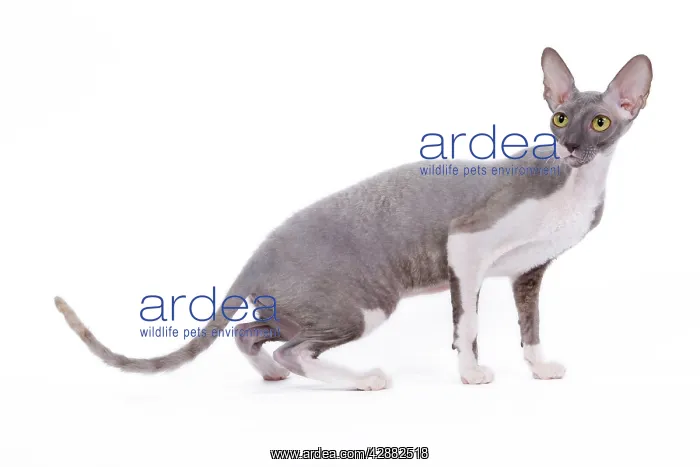  : Cat - Cornish Rex