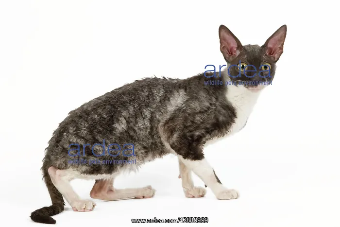  : Cat - Cornish Rex