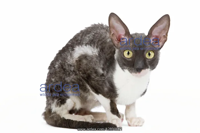  : Cat - Cornish Rex