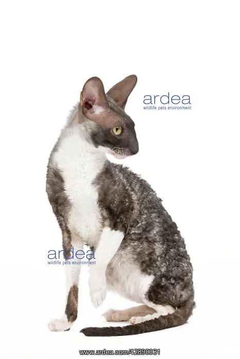  : Cat - Cornish Rex