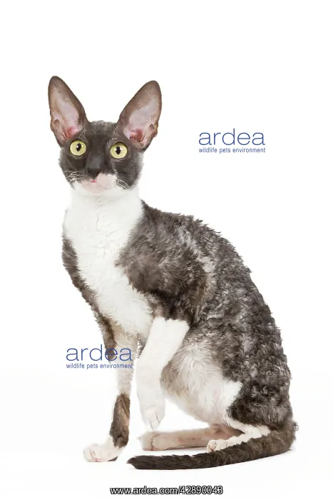  : Cat - Cornish Rex