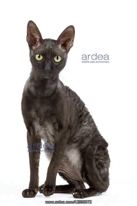  : Cat - Cornish Rex