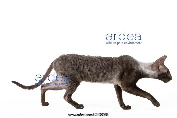  : Cat - Cornish Rex