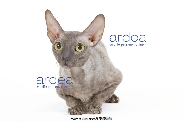  : Cat - Cornish Rex