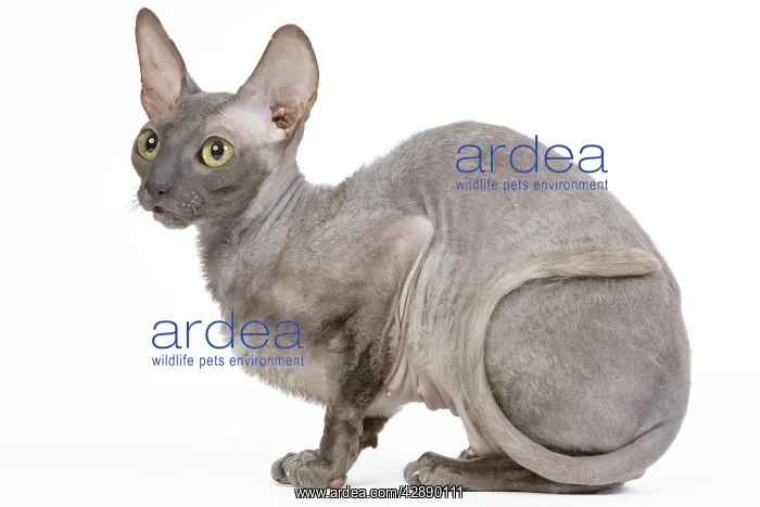  : Cat - Cornish Rex
