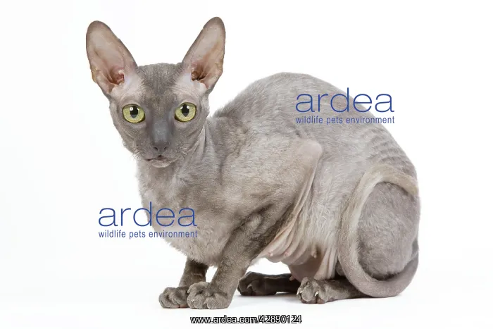  : Cat - Cornish Rex