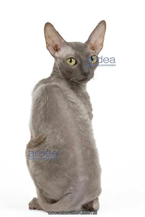  : Cat - Cornish Rex
