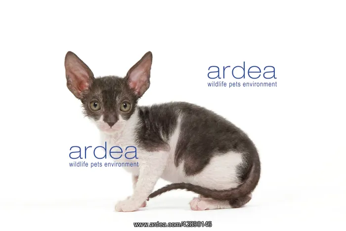  : Cat - Cornish Rex