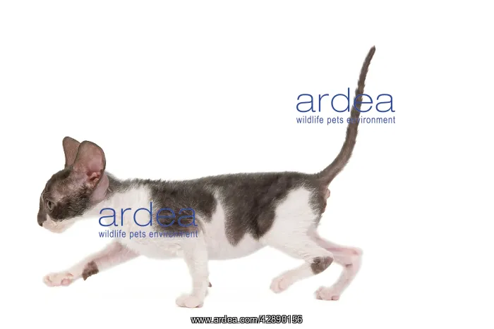  : Cat - Cornish Rex