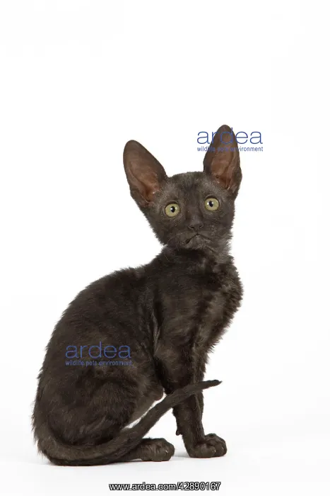  : Cat - Cornish Rex