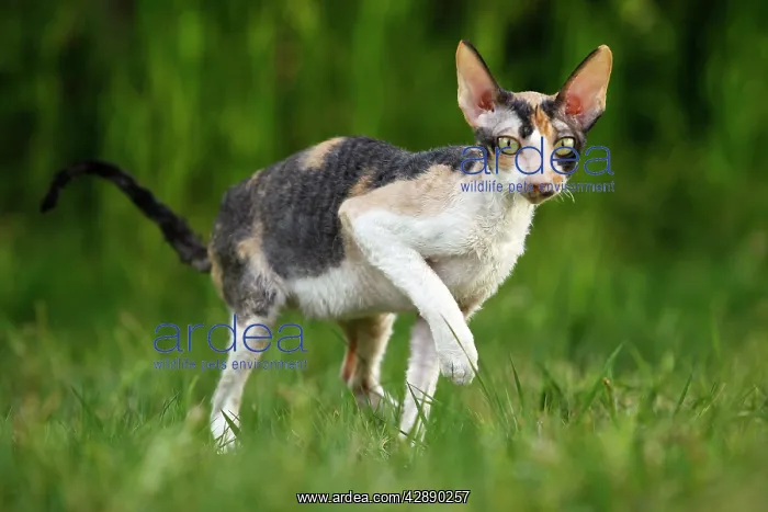  : Cat - Cornish Rex