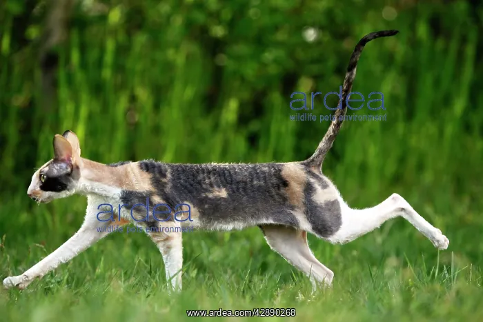  : Cat - Cornish Rex