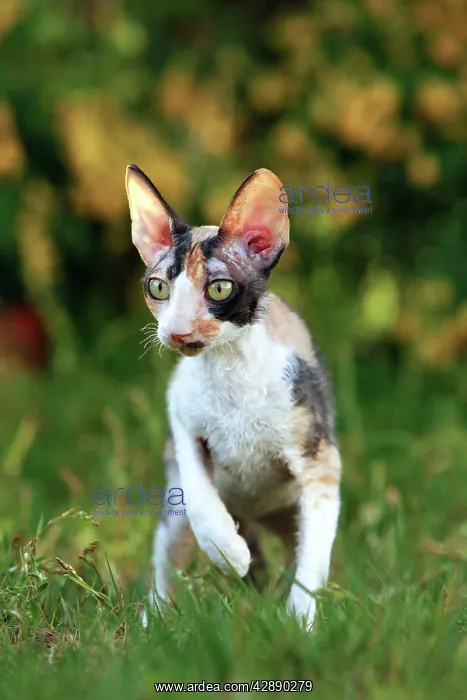  : Cat - Cornish Rex