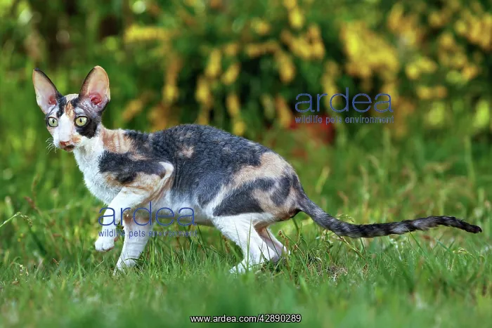  : Cat - Cornish Rex