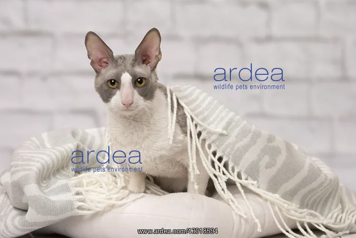  : Cat Cornish Rex
