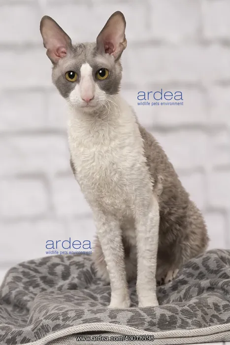  : Cat Cornish Rex