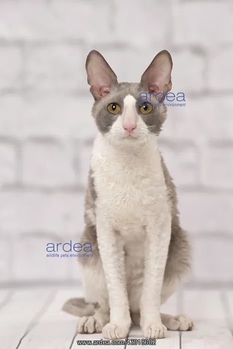  : Cat Cornish Rex