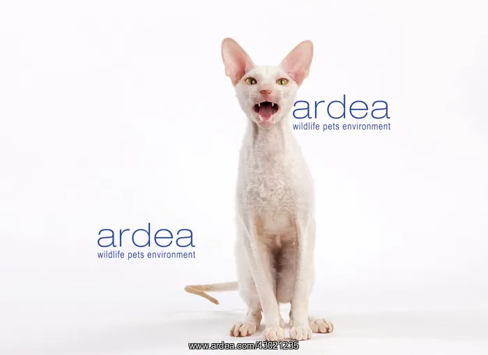  : Cat - Cornish Rex