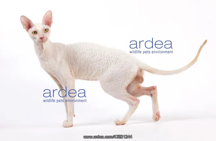  : Cat - Cornish Rex