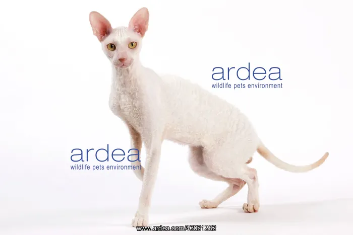  : Cat - Cornish Rex