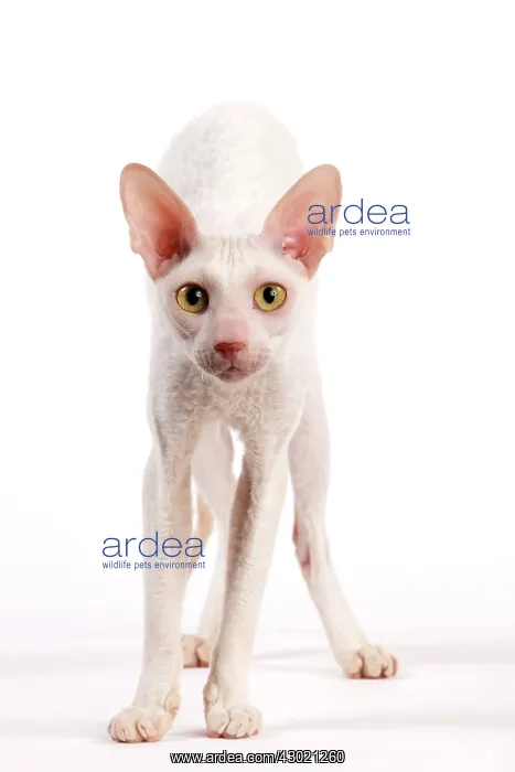  : Cat - Cornish Rex