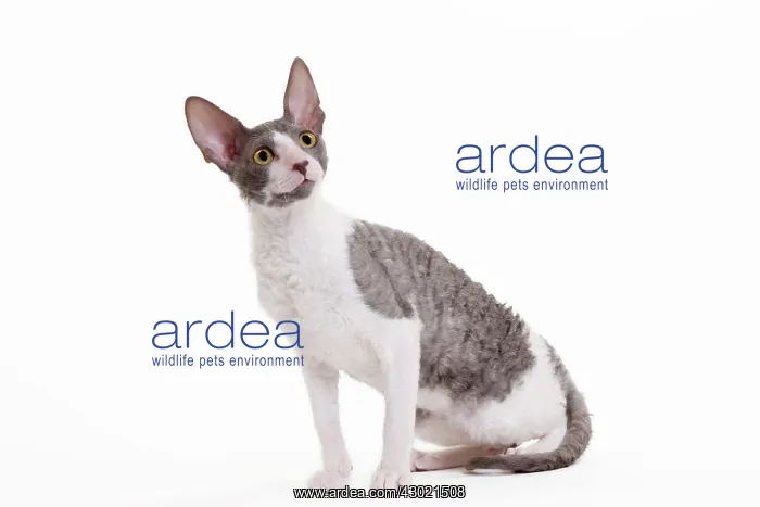  : Cat - Cornish Rex