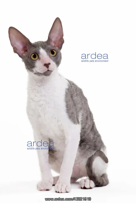  : Cat - Cornish Rex