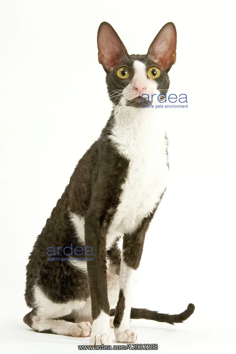  : Cat - Cornish Rex bicolor
