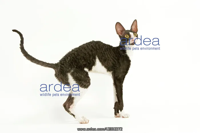  : Cat - Cornish Rex bicolor