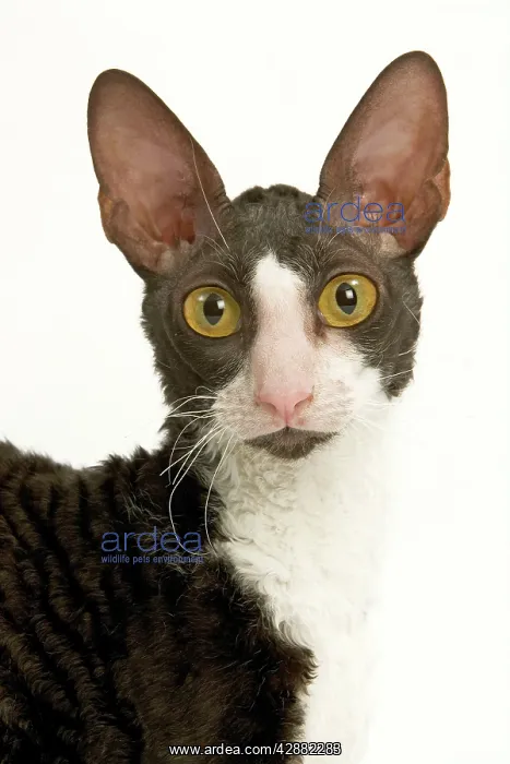 : Cat - Cornish Rex bicolour black and white in studio : Cat - Cornish Rex bicolour black and white in studio