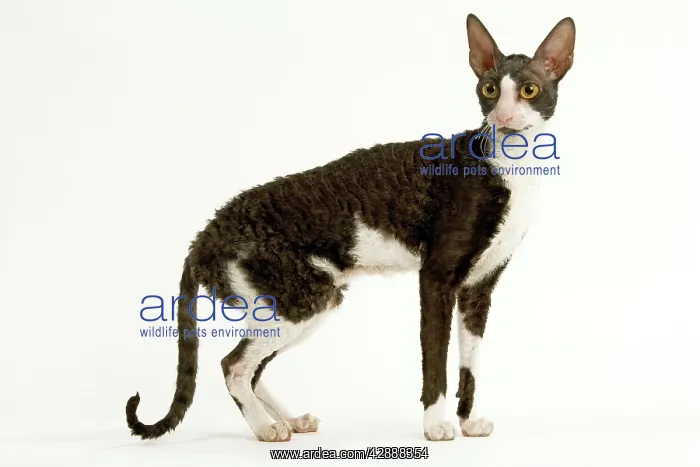 : Cat - Cornish Rex - bicolour black & white in studio : Cat - Cornish Rex - bicolour black & white in studio