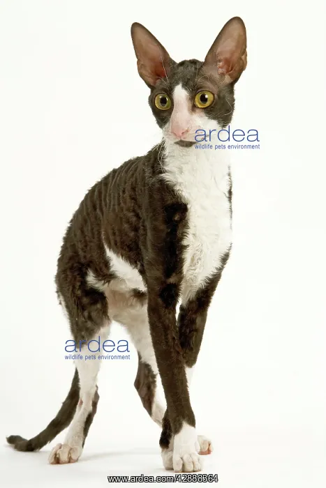 : Cat - Cornish Rex - bicolour black & white in studio : Cat - Cornish Rex - bicolour black & white in studio