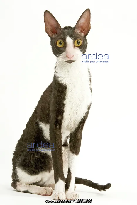 : Cat - Cornish Rex - bicolour black & white in studio : Cat - Cornish Rex - bicolour black & white in studio