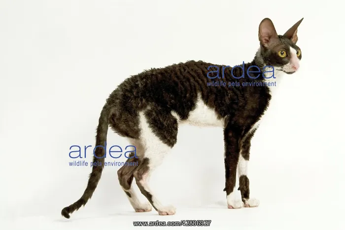 : Cat - Cornish Rex, Black & White shorthair Bicolour : Cat - Cornish Rex, Black & White shorthair Bicolour