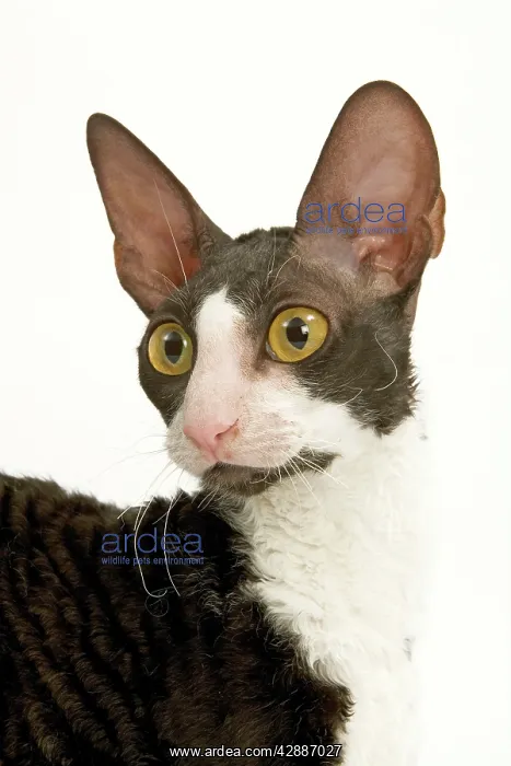 : Cat - Cornish Rex, Black & White shorthair Bicolour : Cat - Cornish Rex, Black & White shorthair Bicolour