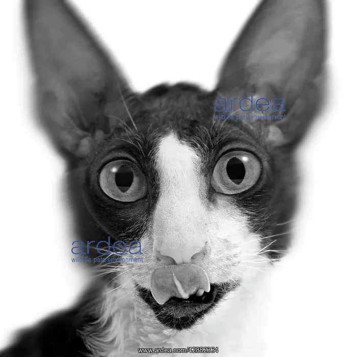 : Cat - Cornish Rex - close-up of face. Black & White : Cat - Cornish Rex - close-up of face. Black & White