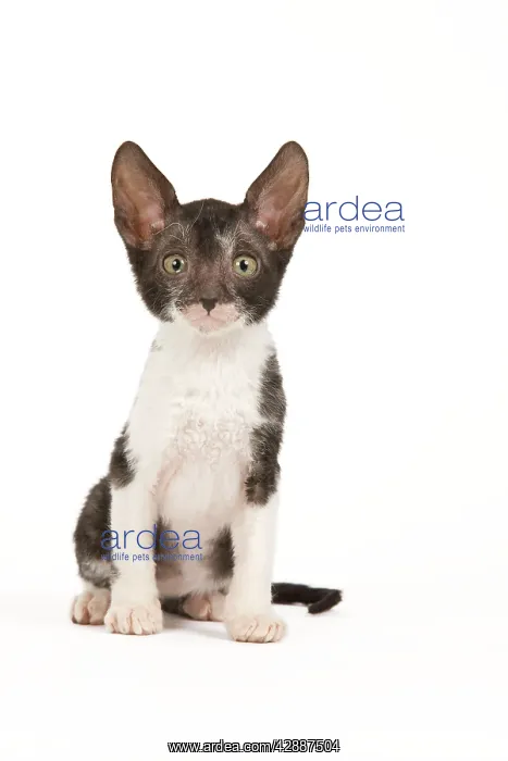  : Cat - Cornish Rex kitten