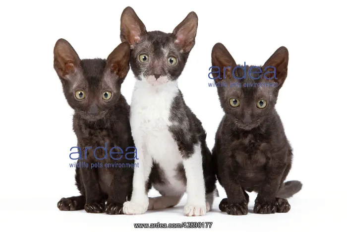  : Cat - Cornish Rex - kittens