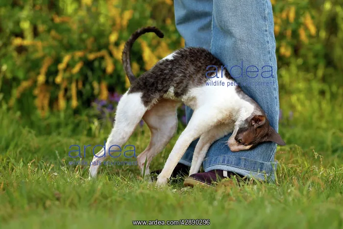  : Cat - Cornish Rex - rubbing against owners leg