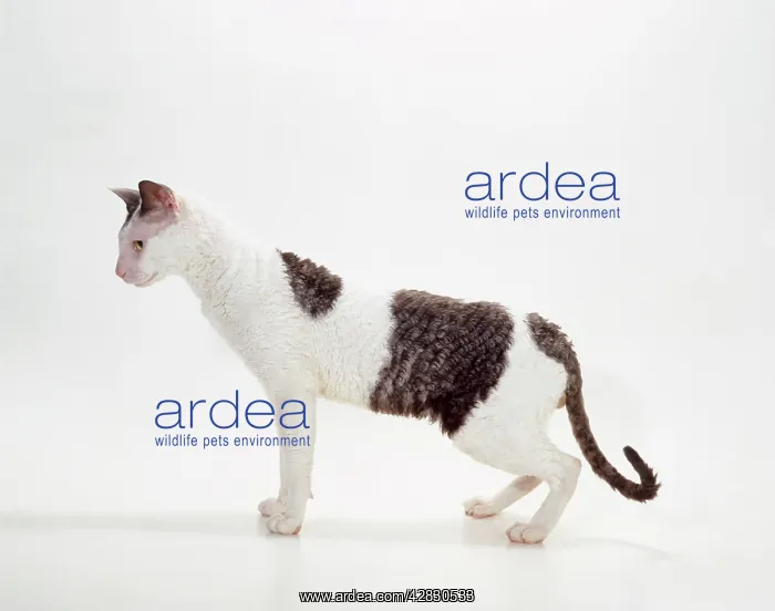 : CAT - Cornish Rex, White and Black Smoke : CAT - Cornish Rex, White and Black Smoke
