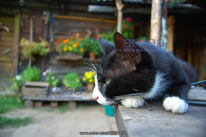 : Cat on countryside house terrace Latvia : Cat on countryside house terrace Latvia