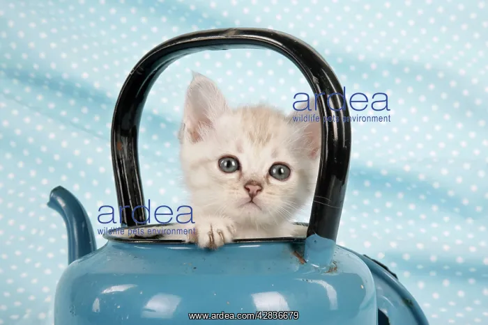 : Cat - Cream Asian kitten in teapot : Cat - Cream Asian kitten in teapot