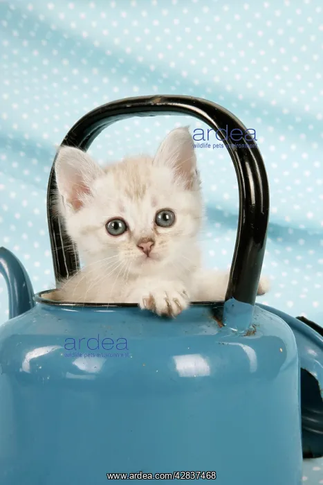 : Cat - Cream Asian kitten in teapot : Cat - Cream Asian kitten in teapot