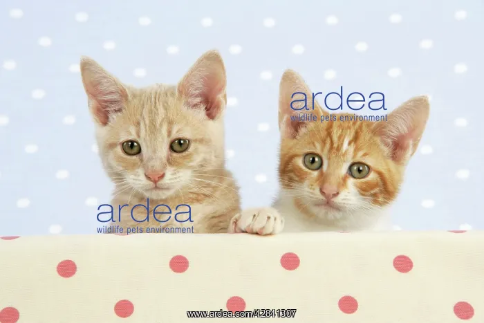 : CAT. Cream Tabby with a Ginger & white kitten : CAT. Cream Tabby with a Ginger & white kitten
