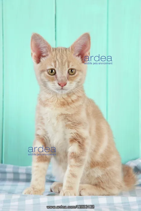 : Cat. Cream Tabby Kitten : Cat. Cream Tabby Kitten